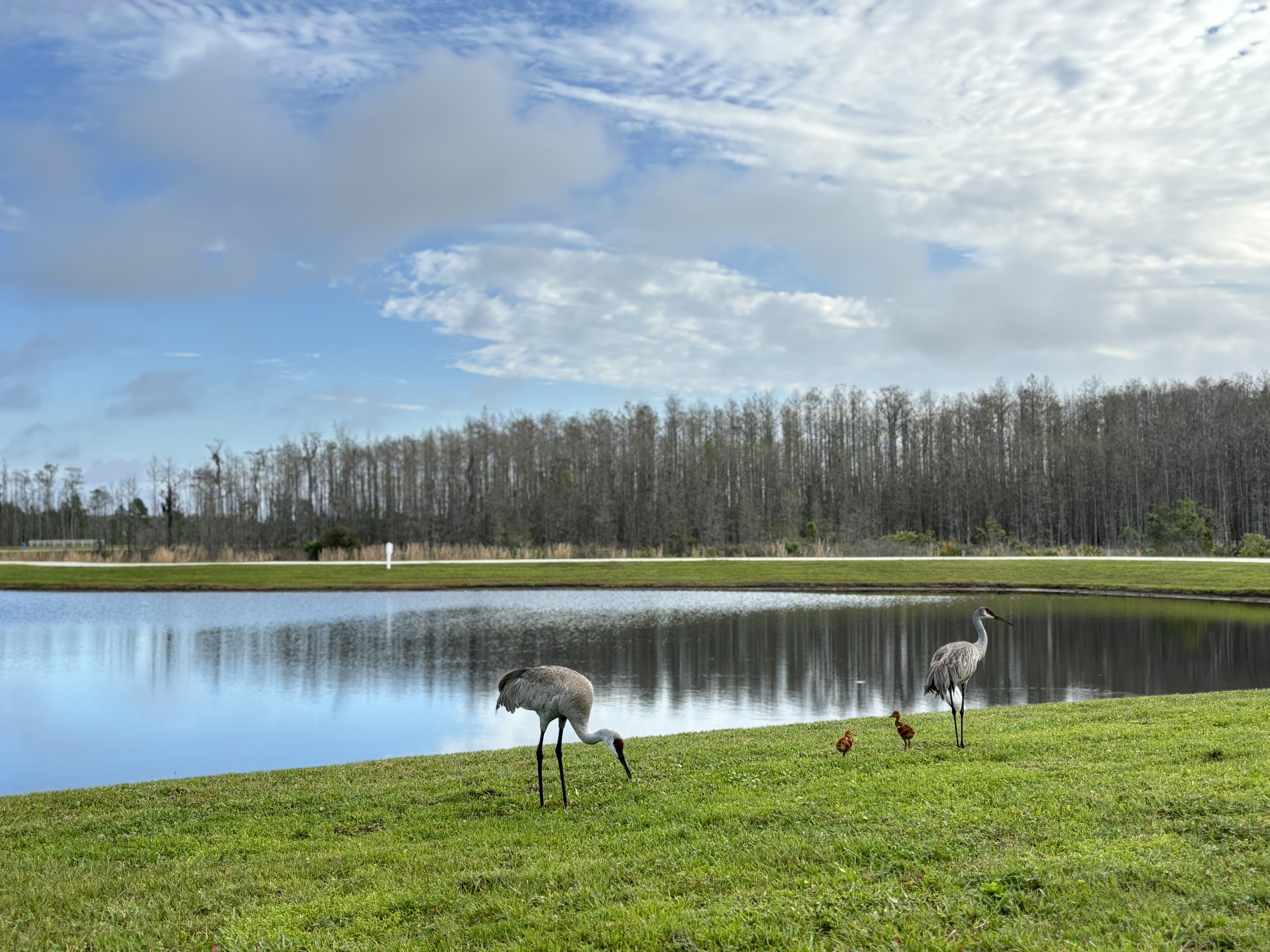 Florida Sandhill Crane in Meridian Parks