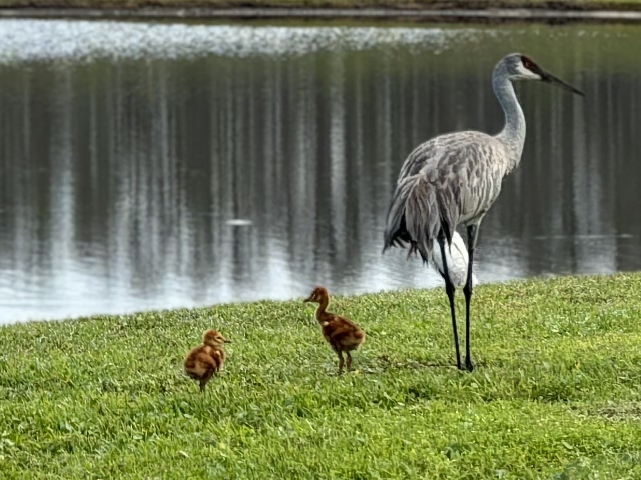 Florida Sandhill Crane in Meridian Parks