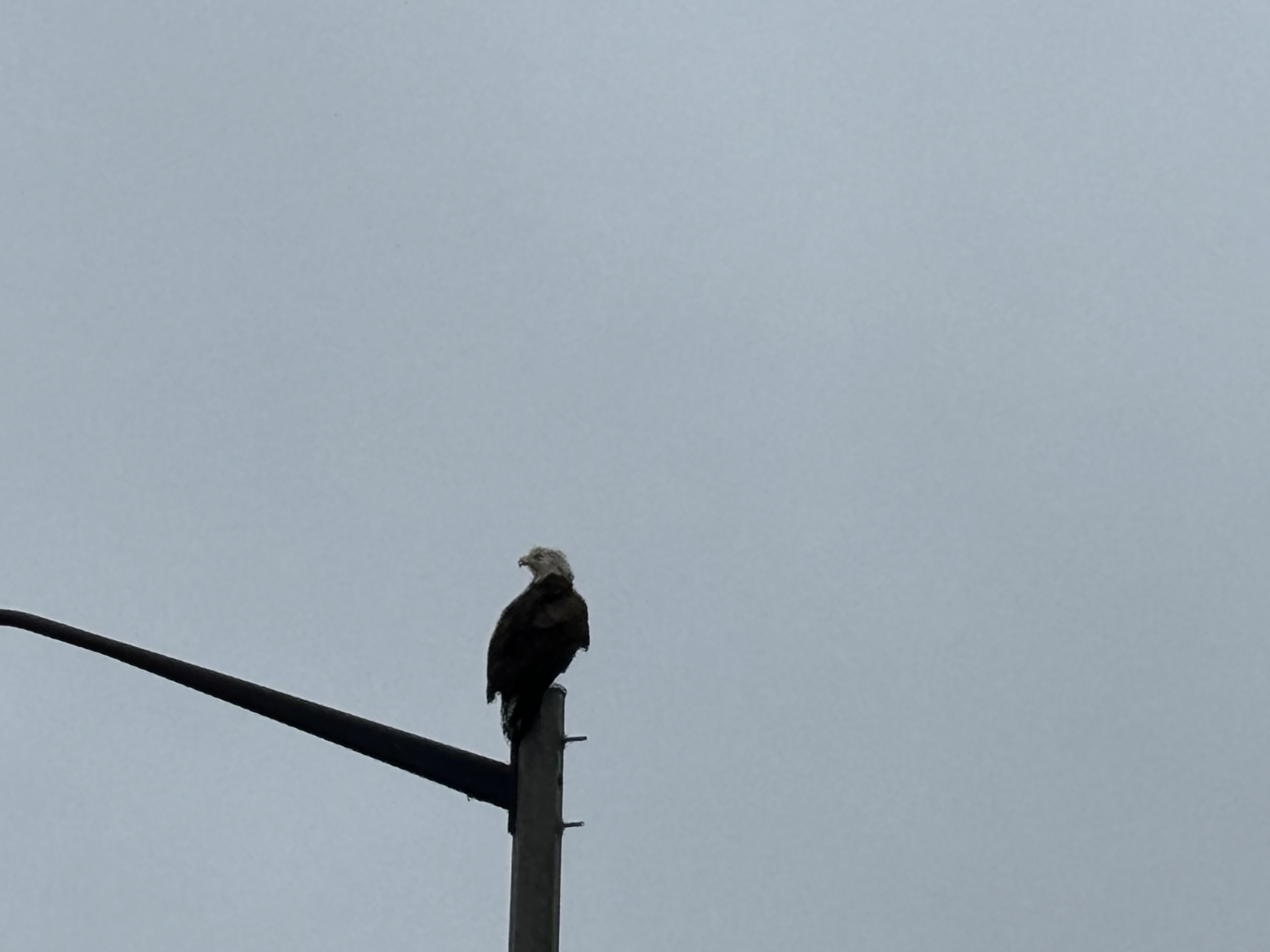 Eagle at Meridian Parks Entry